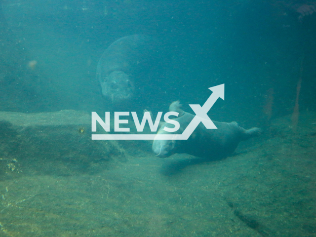 Image shows Toni, the famous mini pygmy hippopotamus from Zoo Berlin, Germany, undated photo. It mastered its first dive in front of an audience in the indoor enclosure on Tuesday, Oct. 29, 2024. Note: Licensed content. (Berlin Zoo/NF/newsX)