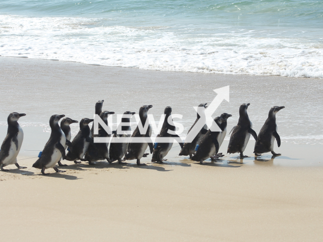 Image shows the penguins, undated photo. They returned to the sea at Praia do Mocambique in Florianopolis, Brazil, after being rescued and rehabilitated. Note: We have obtained permission to use the photo from Laiza Castanhari. (Laiza Castanhari/R3 Animal/NF/newsX)