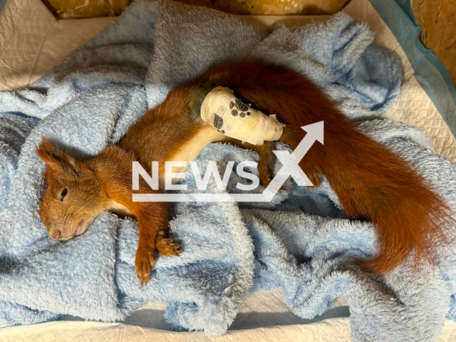 Picture shows the injured squirrel, undated. It was found by the side of a road in the village of Myje, Poland. Note: Photo obtained from Animal Helper. (Animal Helper/NF/newsX)