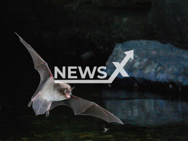 Image shows a Daubenton's bat (Myotis daubentonii), undated photo. The Swiss Rabies Centre detected the rabies virus in the bat, located in canton Glarus, eastern Switzerland. Note: Licensed content. (Jens Rydell/Newsflash)