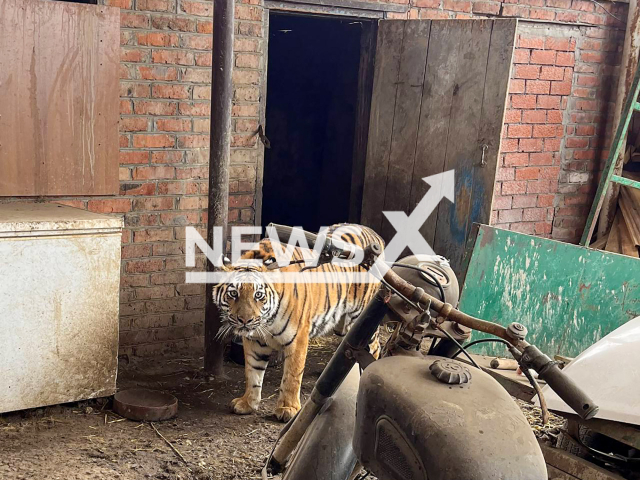 Photo shows a tigress hidden in a barn by a man in Starominskaya, Krasnodar Krai, Russia on Thursday, Oct. 31, 2024. The animal was seized and transferred to a specialized organization for temporary custody. Note: Police photo. (@proc_23, NF/newsX)