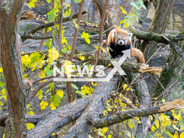 Image shows a red panda, undated photo. The Schoenbrunn Zoo, in Vienna, Austria, moved endangered red pandas in November 2024. Note: Licensed content. (Daniel Zupanc/NF/newsX)