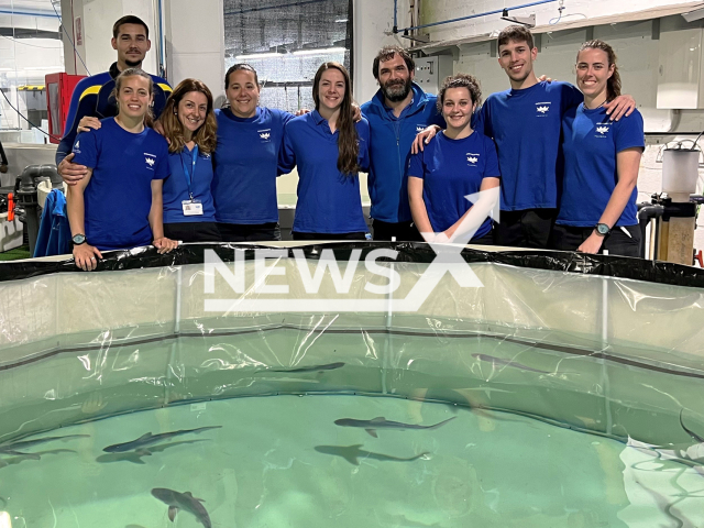 The  15 new grey shark pups (Carcharhinus plumbeus, born at Oceanografic de Valencia, with the team  in Spain, in on 29th April, 2022. Note: Photo from a press statment. (Oceanografic de Valencia/Newsflash)