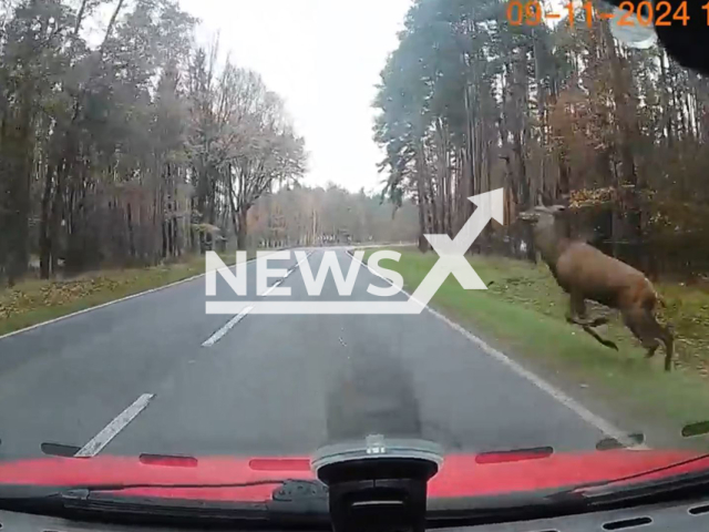 Deer jumps over car on a provincial road number between Wozniki and Piasek in the Silesian Voivodeship, Poland, Saturday, Nov. 9, 2024. Note: Photo a is screenshot from a video(NF/newsX)