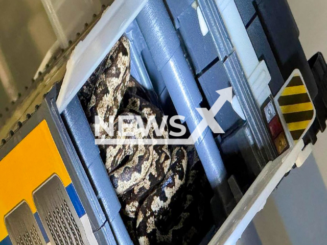 Image shows the boa snakes, undated photo. They were seized by customs in Dresden, Germany, on Wednesday, Nov. 6, 2024. Note: Licensed content. (Dresden Main Customs Office/NF/newsX)