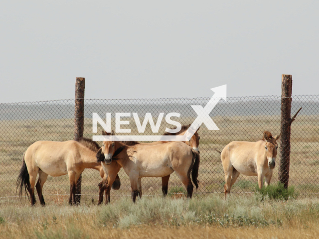 Image shows the Przewalski's horses in the Kazakh Steppe, undated photo. The project received Prince William's Earthshot Prize 2024. Note: We have obtained permission to use the photo from Svenja Eisenbarth from Berlin Zoo. (Berlin Zoo, ACBK/NF/newsX)