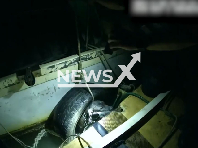 Brisbane Water Police rescued a dog stuck between a boat and a pontoon in the Kedron Brook waterway in Brisbane, Australia, on Saturday, November 9, 2024. Note: Photo a is screenshot from a video(Queensland Police/NF/newsX)