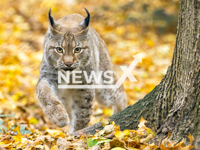 Image shows an Eurasian lynx, undated photo. It was captured at Schoenbrunn Zoo, in Vienna, Austria. Note: Licensed content. (Daniel Zupanc/NF/newsX)