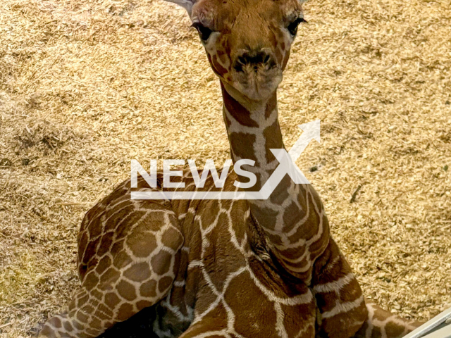 Image shows the giraffe calf, undated photo. It was born at Schoenbrunn Zoo, in Vienna, Austria, on Thursday, Nov. 14, 2024. Note: Licensed content. (Schoenbrunn Zoo/NF/newsX)