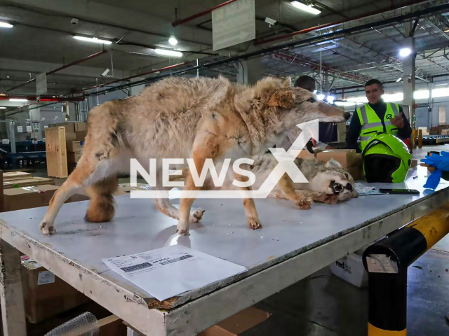 Picture shows the two stuffed coyotes found at El Dorado Airport, Colombia, undated. The stuffed animals were sent to Bogota. Note: Police photo. (Policia Bogota/NF/newsX)