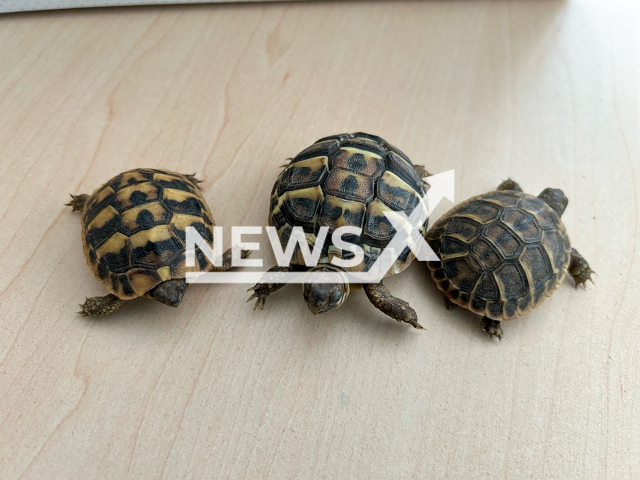 Image shows the three Greek tortoises, undated photo. They were seized from a tourist in Loerrach, Baden-Wuerttemberg State, Germany, Oct. 31, 2024. Note: Licensed content. (Main Customs Office Loerrach/NF/newsX)