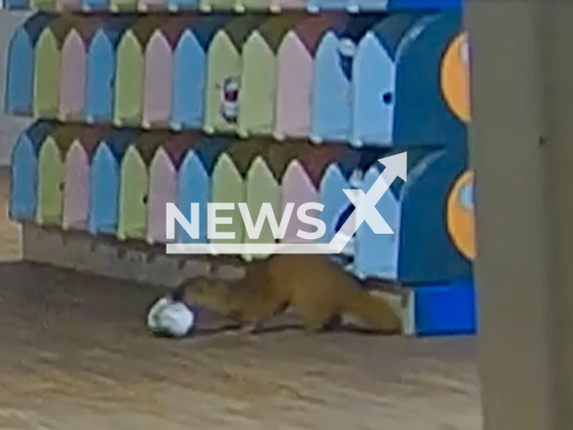 Weasel steals children's slippers in kindergarten in Koga, Fukuoka in Japan, undated. The thefts were reported to the police who set up cameras. Note: Photo is a screenshot from a video. (NF/newsX)