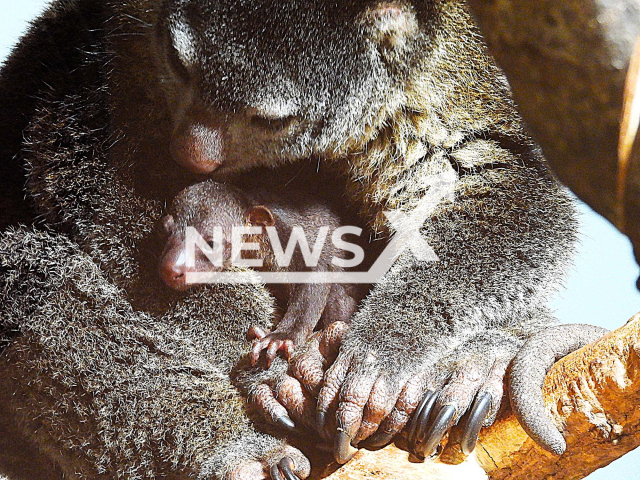 Image shows the adorable bear cuscus joey, undated photo. It was born at the Berlin Zoo, Germany. Note: We have obtained permission to use the photo from Hanja Stanchion from Berlin Zoo.  (Berlin Zoo/NF/newsX)