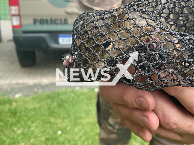 Image shows the squirrel, undated photo. It was caught by the environmental police in Joacaba, Santa Catarina State, Brazil. Note: Licensed content. (PMA/NF/newsX)