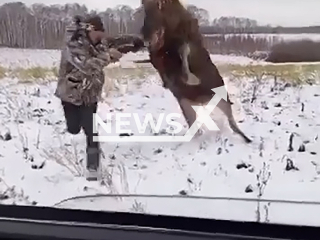 Wounded elk refuses to become easy prey for the hunters and rushes at them at full speed in the Republic of Sakha (Yakutia), Russian Far East, undated. The elk tried to trample the hunter.  Note: Photo is a screenshot from a video. (NF/newsX)