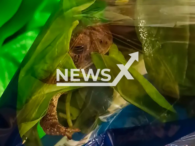 Image shows the sealed package of spinach and the frog inside, undated photo. A customer found it in a supermarket in Zacatecas, Mexico. Note: Photo is a screenshot from a video. (NF/newsX)