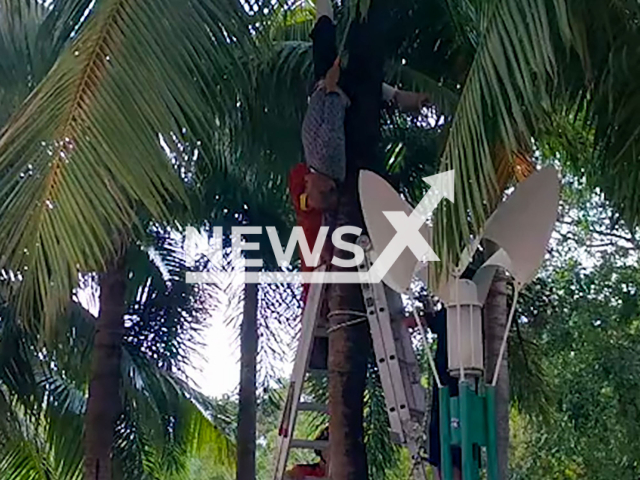 Footage shows firefighters carefully rescuing a 77-year-old man who became trapped and hung upside down on a coconut tree for over two hours in Baise, Guangxi, China on Sunday, Nov. 24, 2024. After a thorough examination, the elderly man was found to be in good health. Note: Photo is a screenshot from a video. (AWR/newsX)