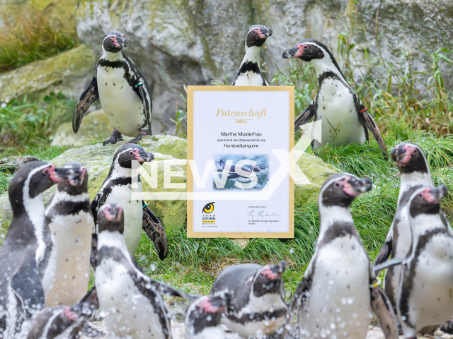 Image shows Humboldt penguins, undated photo. They are seen in their enclosure at the Schoenbrunn Zoo, in Vienna, Austria. Note: Licensed content. (Daniel Zupanc/NF/newsX)