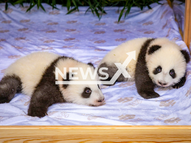 Image shows giant panda twins Leni and Lotti, undated photo. Their names were revealed in an official ceremony at Berlin Zoo, Germany. Note: Licensed content. (Berlin Zoo/NF/newsX)