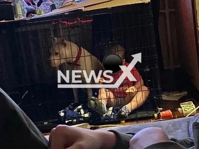 Photo shows a child in a cage with a fighting dog in Kirovsky City District of Perm, Russia, undated. The mother allegedly locked the child in a cage. Note: Picture is private used in local media. (NF/newsX)