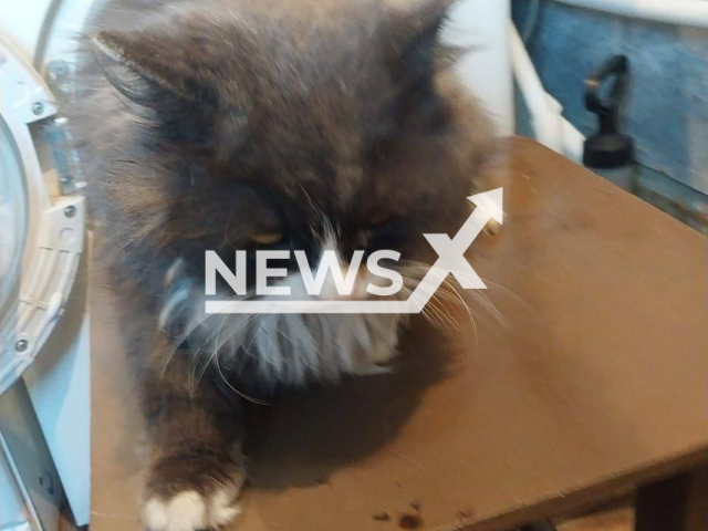 Photo shows the cat Barsik from Moscow, Russia on Wednesday, Dec. 4, 2024. The cat survived after granny accidentally started the washing machine with it inside. Note: Picture is private used in local media. (NF/newsX)