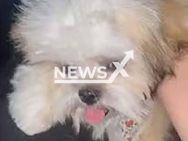 Picture shows the dog killed during grooming at a pet shop in Arapoanga, Brazil, undated. CCTV camera recorded the attendant treating the animal violently. Note: Private photo taken from local media. (NF/newsX)