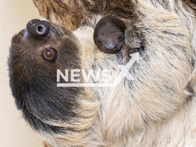 Image shows the two-toed sloth offspring, undated photo. It was born in Schoenbrunn Zoo, Vienna, Austria. Note: Licensed content. (Daniel Zupanc/NF/newsX)