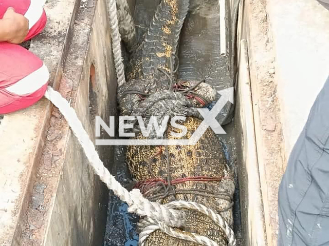 Picture shows the rescue of the crocodile, undated. It occurred in Kuala Linggi, Malaysia. Note: Government photo. (Angkatan Pertahanan Awam Malaysia/NF/newsX)