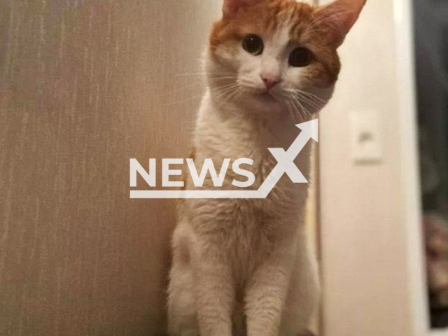 Picture shows the cat Twix, undated. The cat was traveling with an accompanying person on the Ekaterinburg-St. Petersburg train in Russia. Note: Private photo. (CEN)