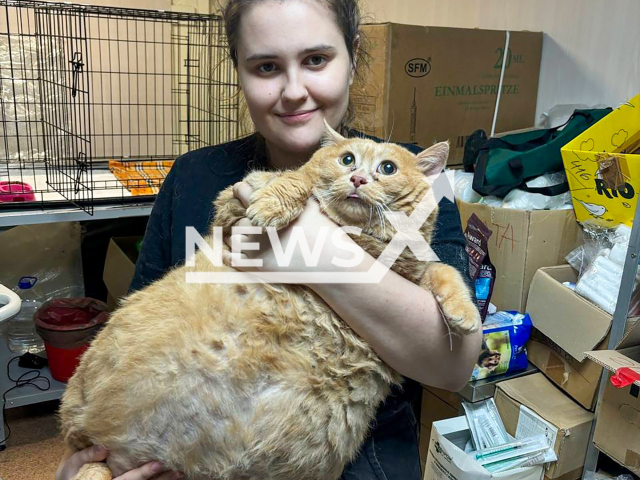 Photo shows overweight cat Kroshik from Perm, Russia on Friday, Aug. 30, 2024. The cat's weight is 17 kilograms (37.5 lbs). Note: Picture is private used in local media. (@matroskin_perm/Newsflash)