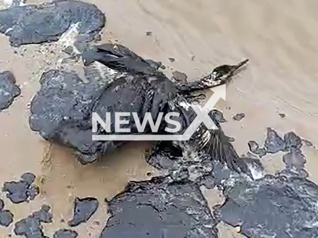 Footage shows oil spill at Black Sea beaches in Krasnodar region, Russia on Tuesday, Dec. 17, 2024. Russian oil tankers split in two by strong storms in Kerch Strait. Note: Photo is a screenshot from a video. (@MoreOz, NF/newsX)