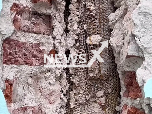 Image shows the massive beehive, undated photo. It was removed from a hotel in Buenos Aires, Argentina. Note: Photo is a screenshot from a video. (NF/newsX)