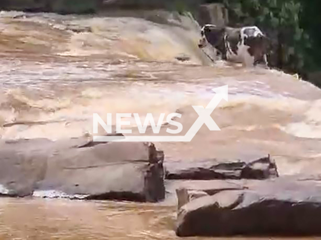 Ox falls from a waterfall in Salto do Ceu, Brazil, undated. The incident took place after heavy rains raised the level of rivers in the region. Note: Photo a is screenshot from a video(NF/newsX)