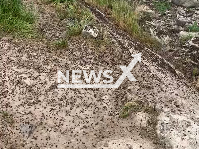 Locusts in the countryside of Sardinia, Italy, in May, 2022. Note: This picture is a screenshot from the video (Desire Manca Portavoce 5 Stelle/Newsflash).