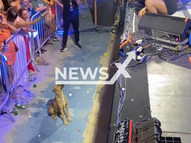 Dog 'enjoys' singer's concert in the city of Cajueiro da Praia, Brazil, Friday, Dec. 13, 2024. Singer Taty Girl asked her team not to set off fireworks to not to scare the animal.  Note: Photo is a screenshot from a video. (@tatygirloficial/NF/newsX)