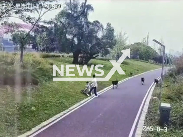 Footage shows a mother walking with her three-year-old daughter in the park when they are suddenly attacked and bitten by four aggressive dogs in Ganzhou in China on 17 November, 2024. They are eventually rescued by a Samaritan who intervenes to bring them to safety. Note: Photo a is screenshot from a video(AWR/newsX)