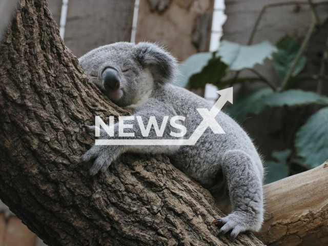 Two-year-old male koala Tarni at Duisburg Zoo located in Germany. Note: This photo is from a press release. (Zoo Duisburg, I. Sickmann/Newsflash)