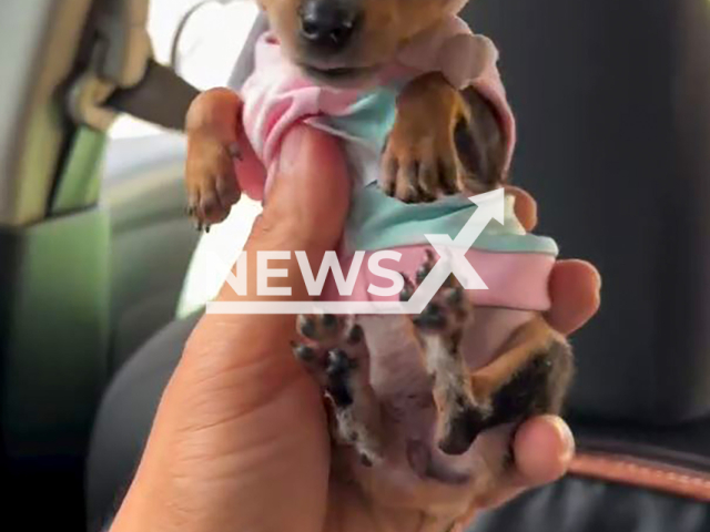 Video shows miniature dog Charlotte, undated. She became celebrity at Goiania shopping mall in Brazil. Note: Photo a is screenshot from a video(@charlotte_pequenilda/NF/newsX)