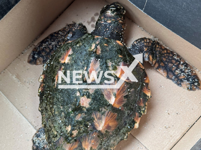 Picture shows the rare turtle on a beach on Sylt, Germany, undated. It was found by holidaymakers on  Christmas Eve. Note: Police photo. (Polizeidirektion Flensburg/NF/newsX)