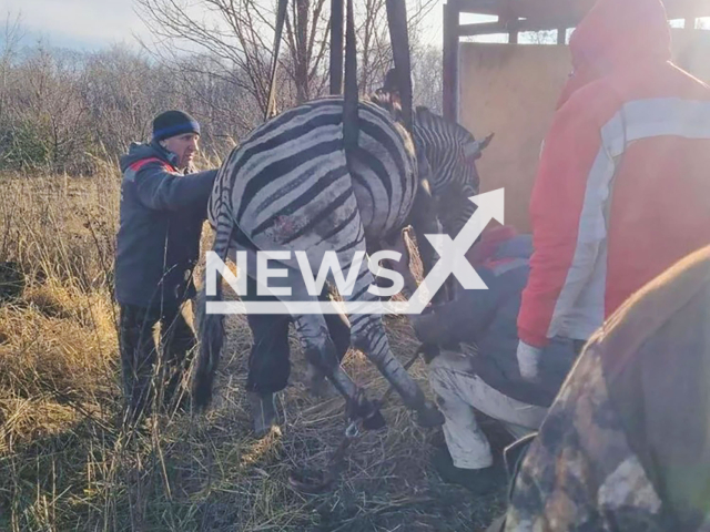 A zebra was rescued in Belgorod, Russia, on Jan. 12, 2025. It escaped from a fire in Starooskolsky Zoo. Note: Private photo taken from local media. (NF/newsX)