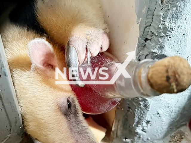 Environmental Defense Group rescue anteater holding a bottle of drink inside a house in Guaruja, Brazil, Thursday, Jan. 9, 2025. It was released in a wooded area. Note: Licensed photo. (	
GCM Ambiental Guaruja/NF/newsX)