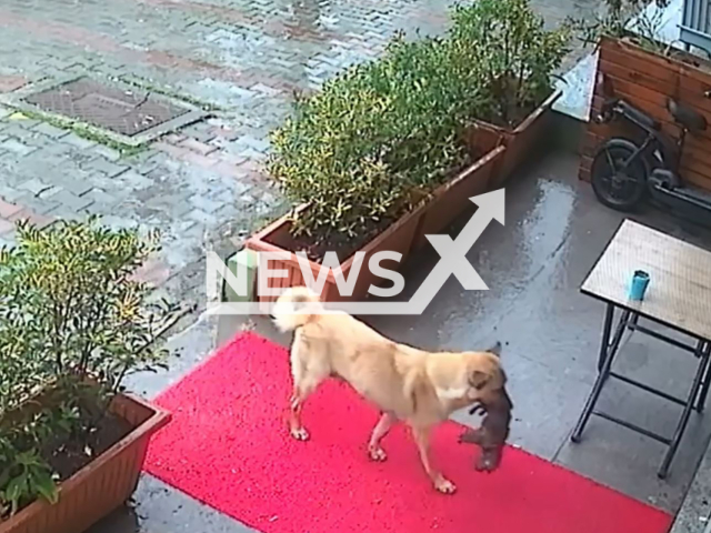 Dog brings her dying puppy to a vet clinic in Istanbul, Turkey, Jan. 13, 2025. The mother dog did not leave its side during treatment. Note: Photo a is screenshot from a video(Beylikduzu Alfa Veteriner/NF/newsX)