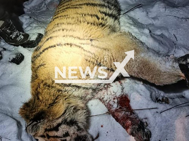 Picture shows the killed tiger in Dalnerechensky district, Russia, undated. The animal had an old wound. Note: Photo from Ministry. (@minles_pk/NF/newsX)