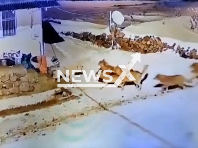 A pack of wolves attack a shepherd's dog in Yelecli, Turkey, undated. The dog managed to defend itself.  Note: Photo is a screenshot from a video. (Newsflash/NX)