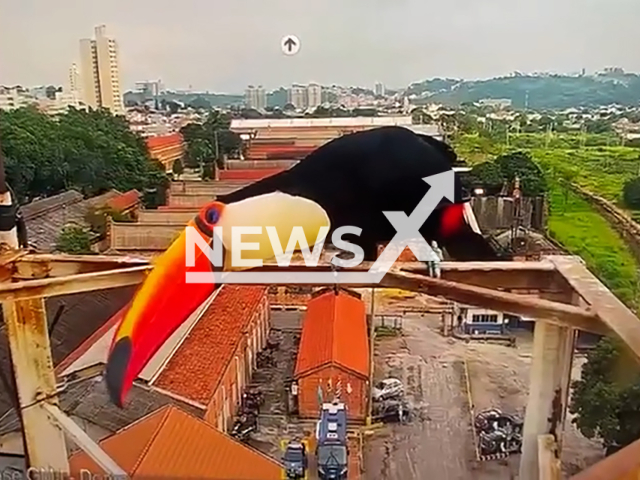 A beautiful toucan poses in front of a security camera in Jundiai, Brazil, undated. It seemed curious about the equipment. Note: Photo is a screenshot from a video. (@gmjundiai/Newsflash/NX)