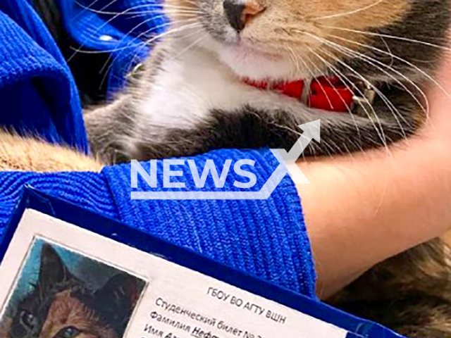 Picture shows the cat that was given a real student ID, undated. Cat Agnia from Almetyevsk became a student following a Labrador from Samara, Russia. Note: Private photo taken from social media. (AGTU VSN/Newsflash/NX)