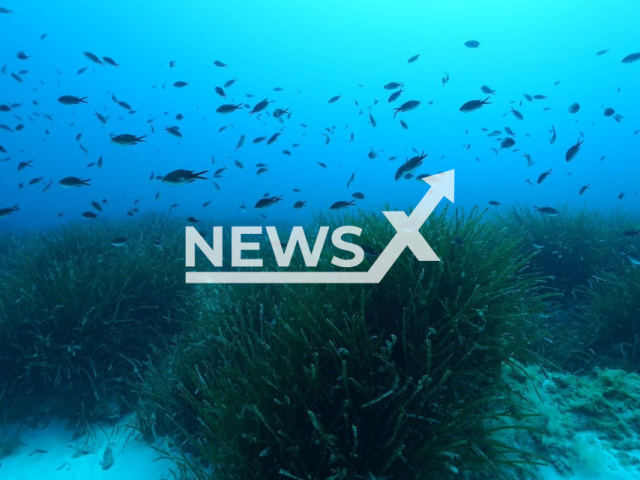 Lush meadows of the seagrass Posidonia oceanica in the Mediterranean sea discovered by the Max Planck Institute of Marine Microbiology in the German city of Bremen. Note: This photo is from a press release. (HYDRA Marine Sciences GmbH/Newsflash)