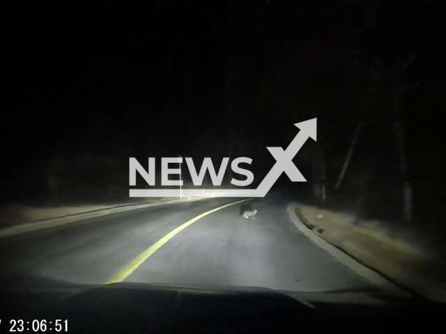 A cat appears before an obstacle on a road in Yulin, China, on 17 February, 2025. The driver said that if it wasn't for the cat, the car would be smashed. Note: Photo is a screenshot from a video(AsiaWire/NX)