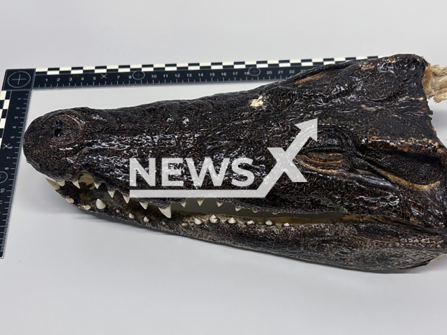 Picture shows crocodile head, undated. It was found in the luggage of a traveler from Thailand at Zurich Airport. Note: Photo from Customs. (@BAZGCH/Newsflash/NX)