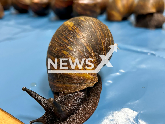 Picture shows one of the snails, undated.  A man was found with 23 giant snails in his luggage in Nuremberg, Germany. Note: Licensed photo taken from Nuremberg Main Customs Office.(Nuremberg Main Customs Office/Newsflash/NX)